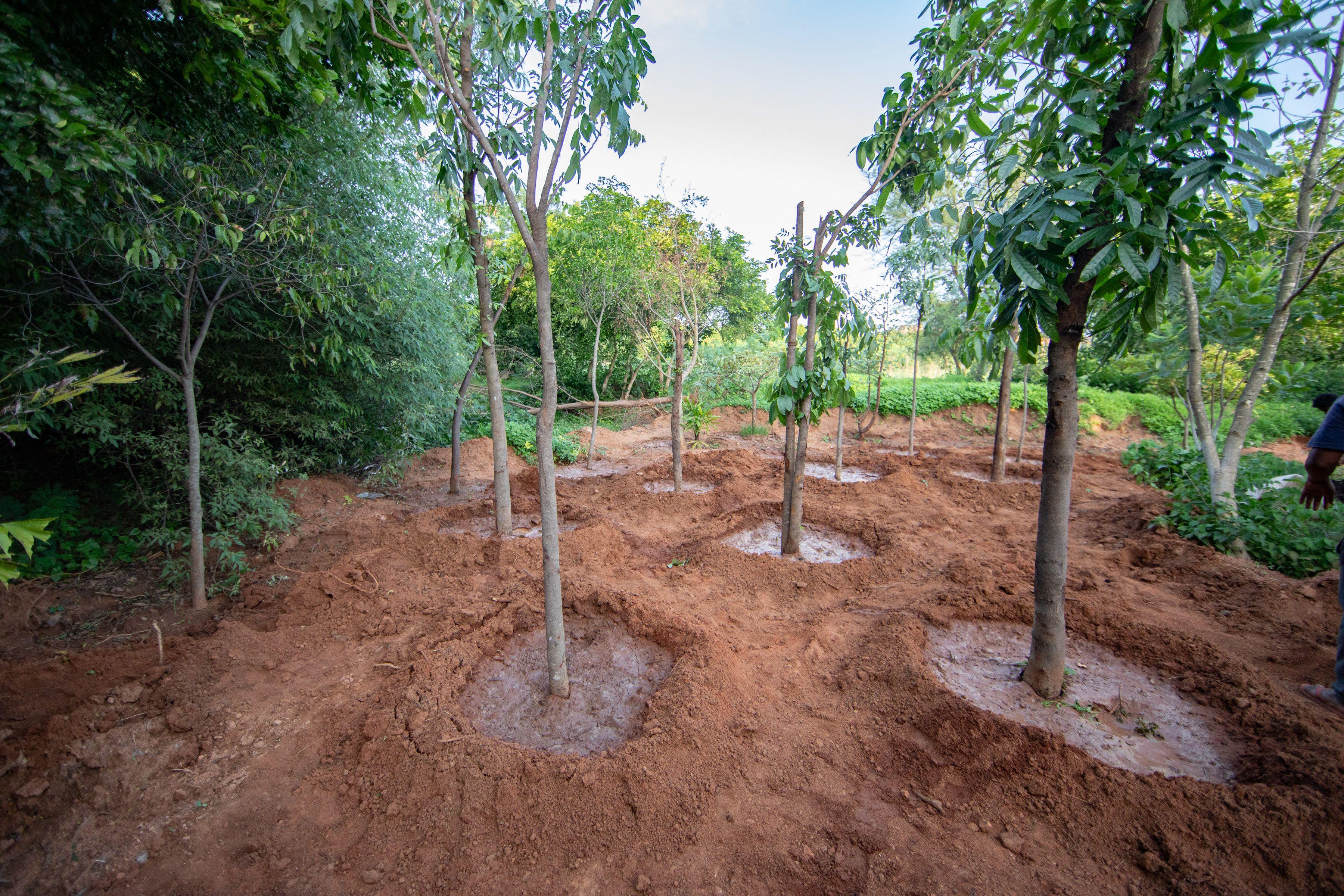 Afforestation:
