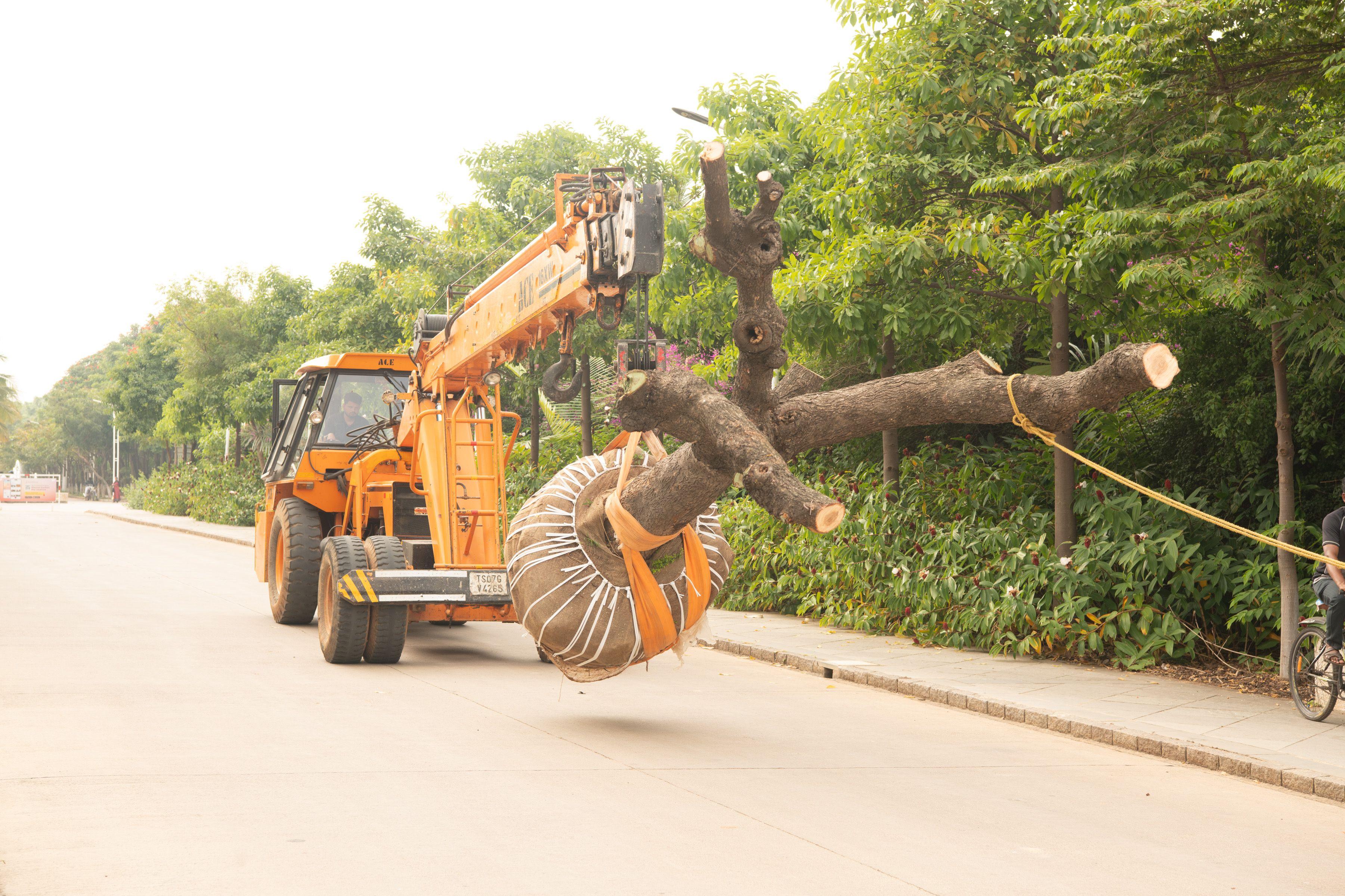 Afforestation: