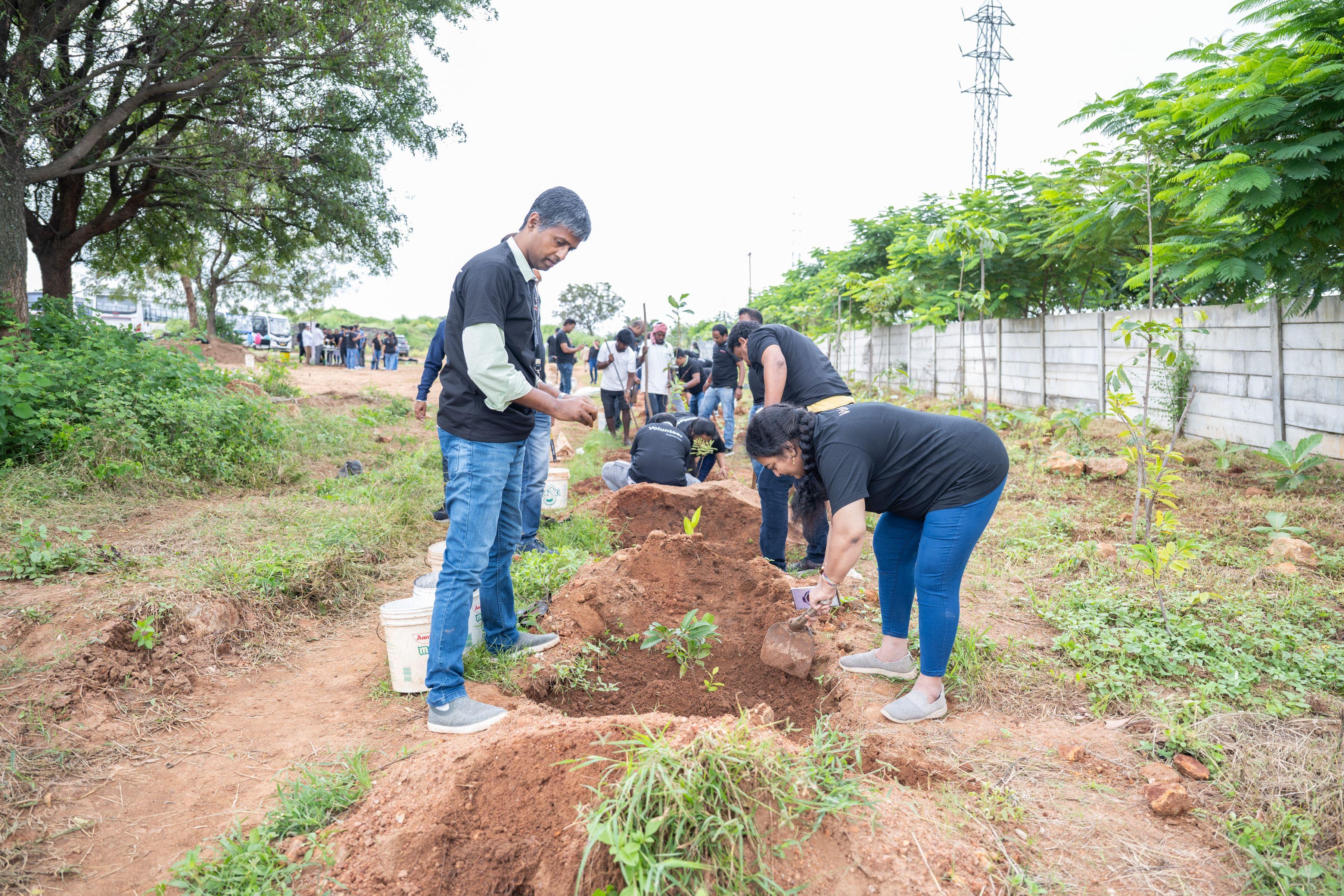 Tree Plantation:
